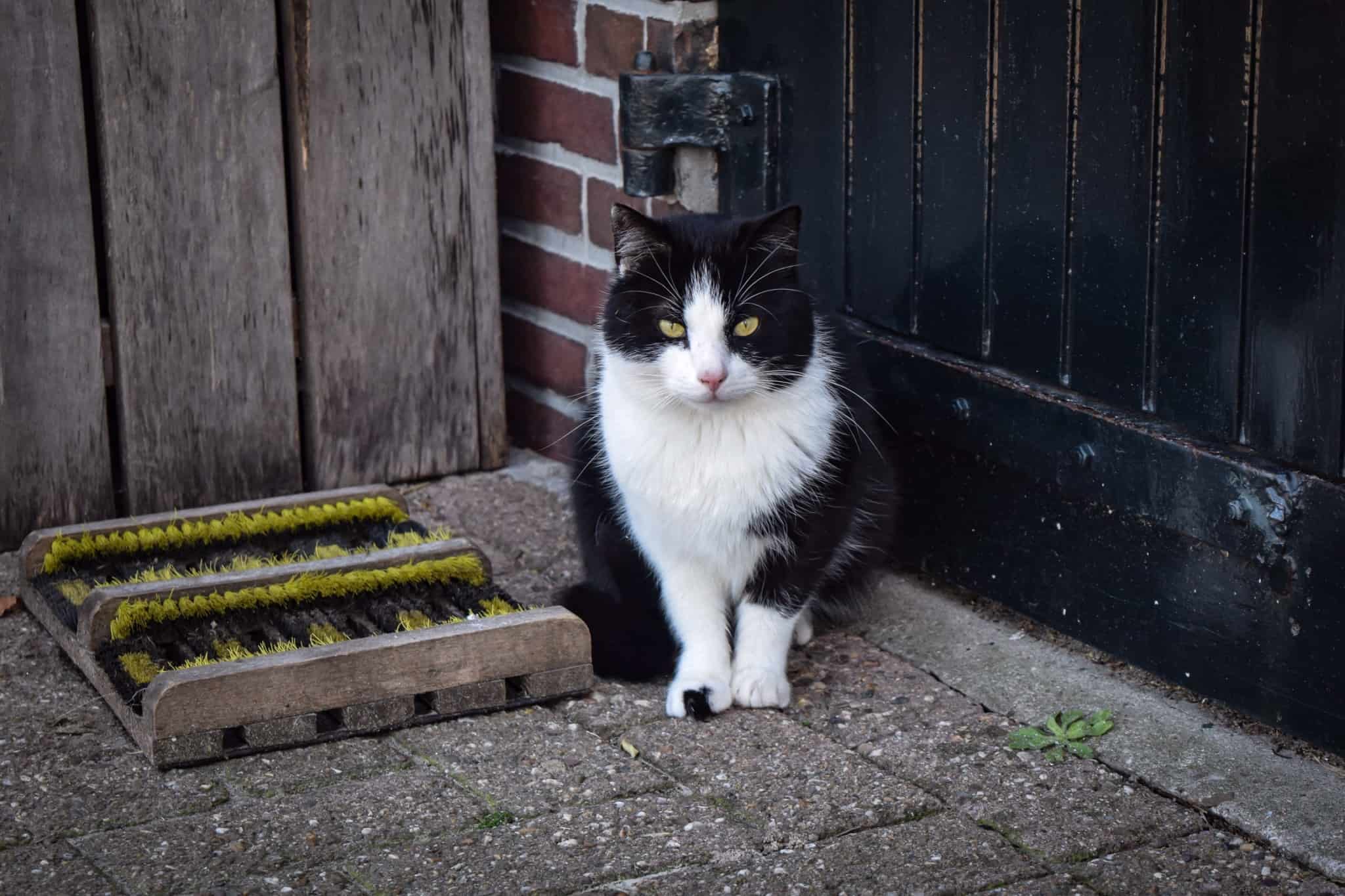 4F0ADDAE-EDD1-40C9-ACE4-44898FCDDE25