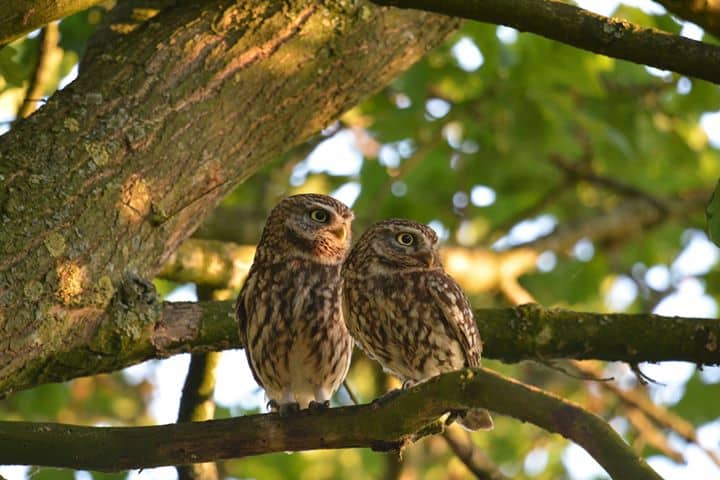 50868999_309005723063350_5934713774421311488_n